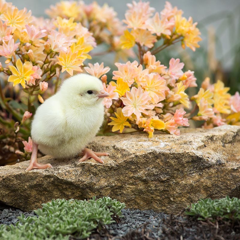 Little Peach Lewisia