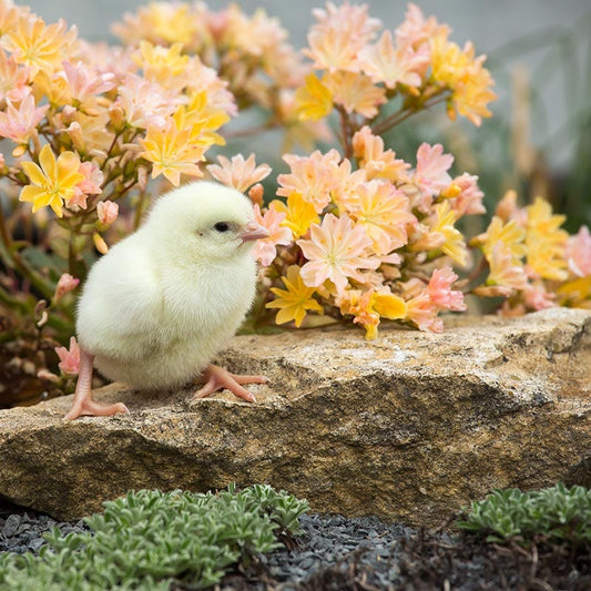  Little Peach Lewisia