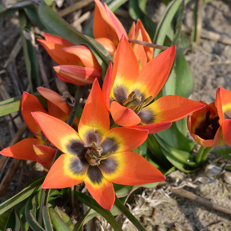  Little Princess Wildflower Tulip