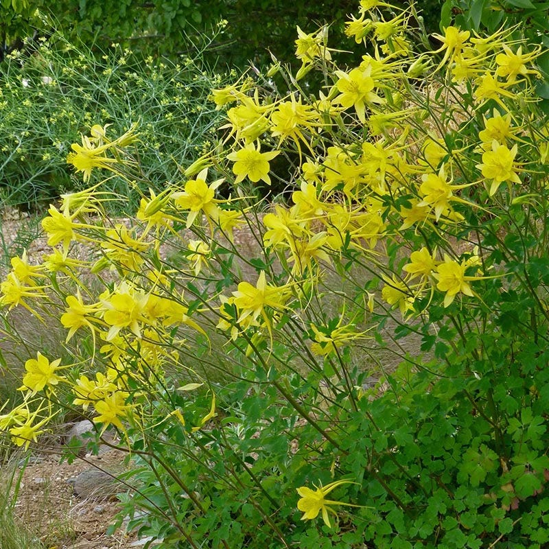  Little Treasure Dwarf Spur Columbine