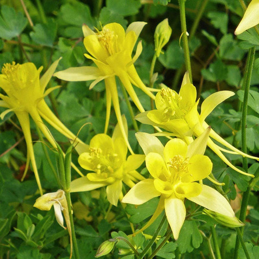  Little Treasure Dwarf Spur Columbine