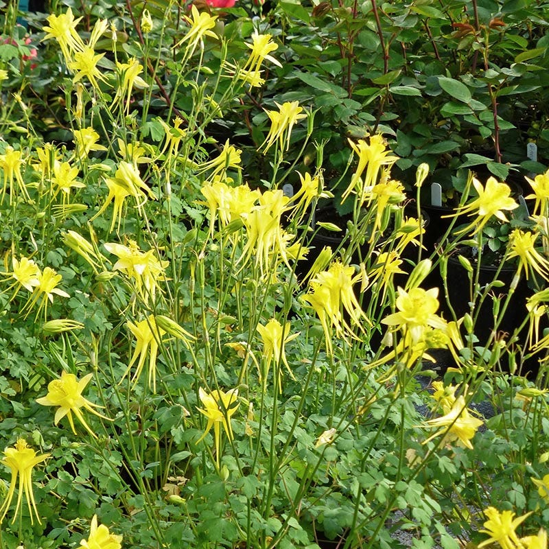  Little Treasure Dwarf Spur Columbine