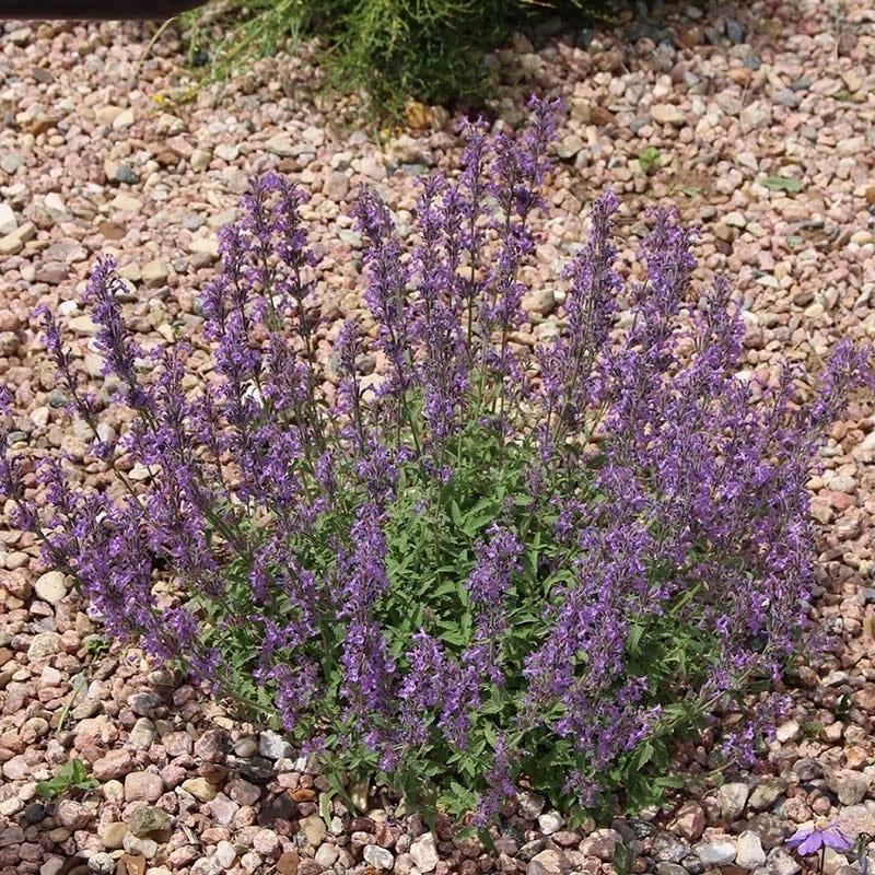  Little Trudy® Nepeta