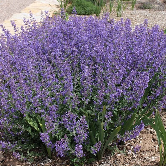  Little Trudy® Nepeta