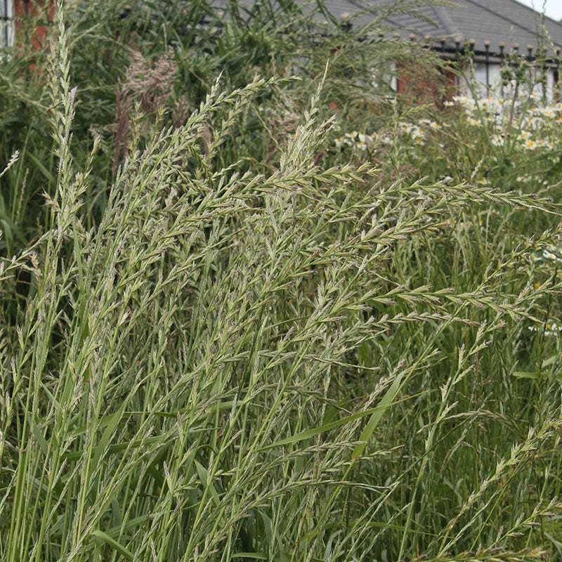  Annual Rye Grass Seeds