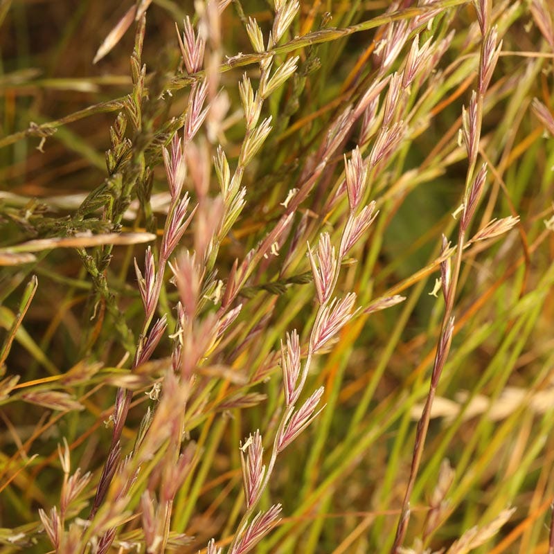  Annual Rye Grass Seeds