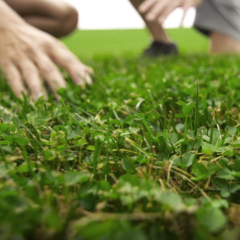  Microclover & Low-Water Lawn Seed Mix