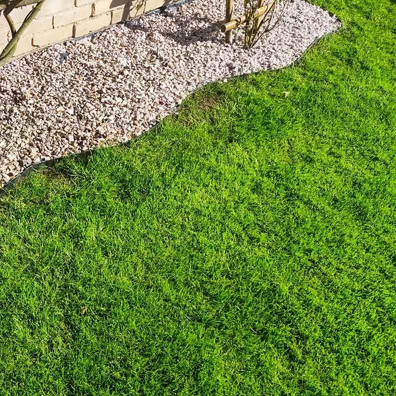  Low Work And Water Dwarf Fescue Grass Seed