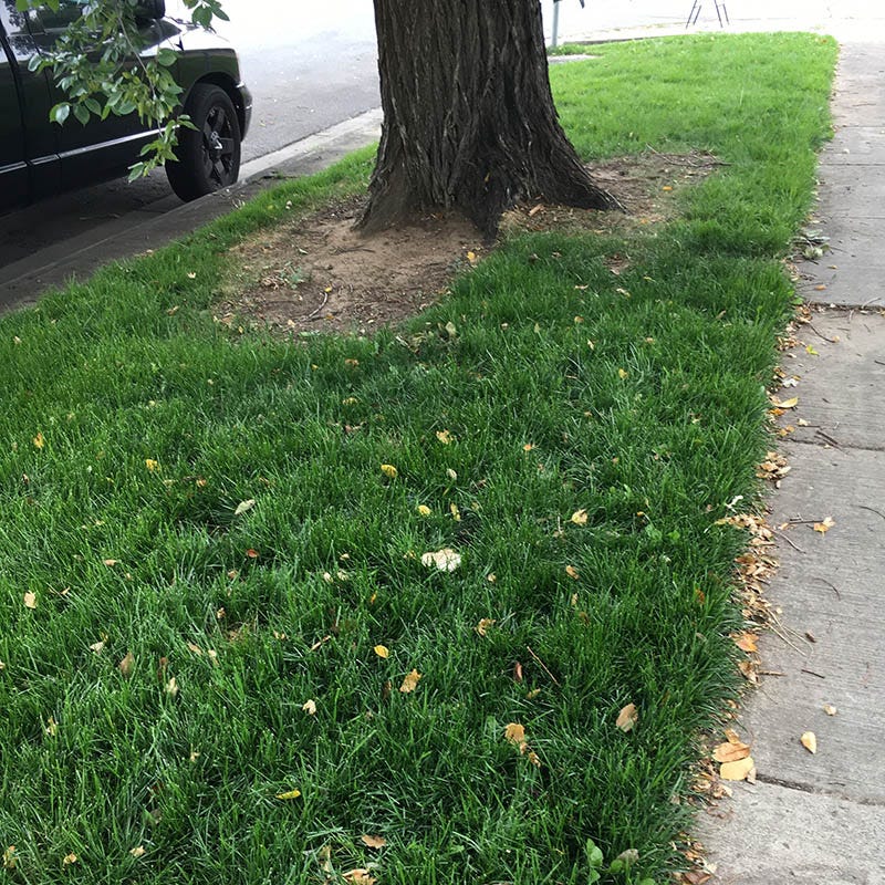  Low Work And Water Dwarf Fescue Grass Seed