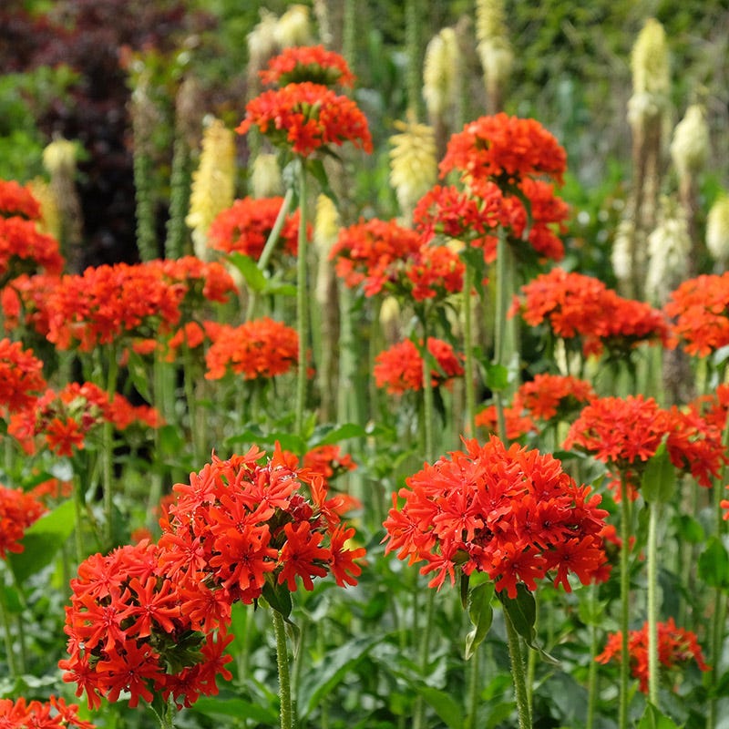  Maltese Cross (Silene)