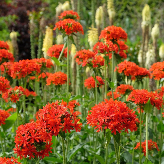  Maltese Cross (Silene)