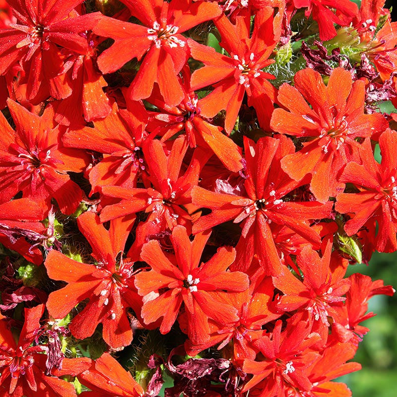  Maltese Cross (Silene)
