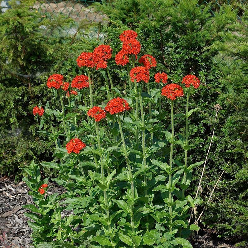  Maltese Cross (Silene)