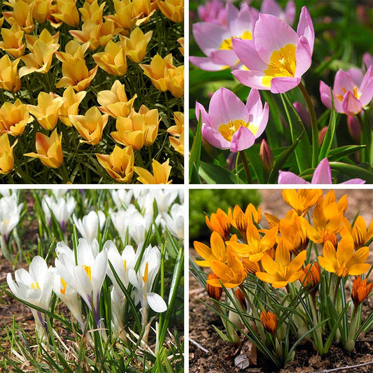  Magic Carpet Bulb Collection