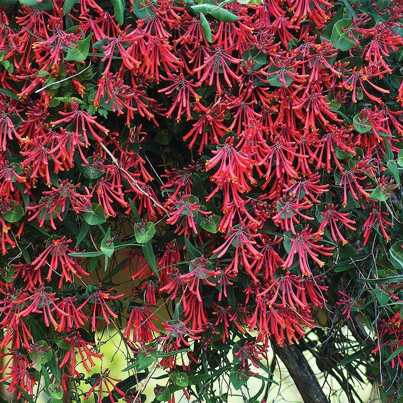  Major Wheeler Honeysuckle Vine