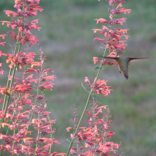  Agastache Neomexicana