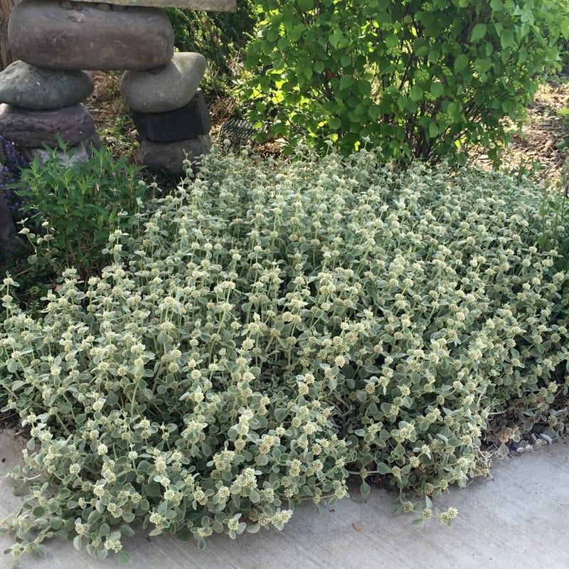  Silver Edged Horehound (Marrubium)