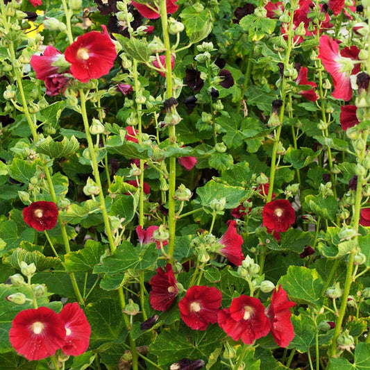  Mars Magic Single Hollyhock