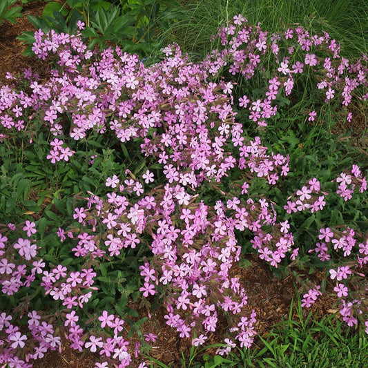  Max Frei Saponaria