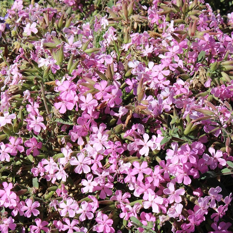  Max Frei Saponaria