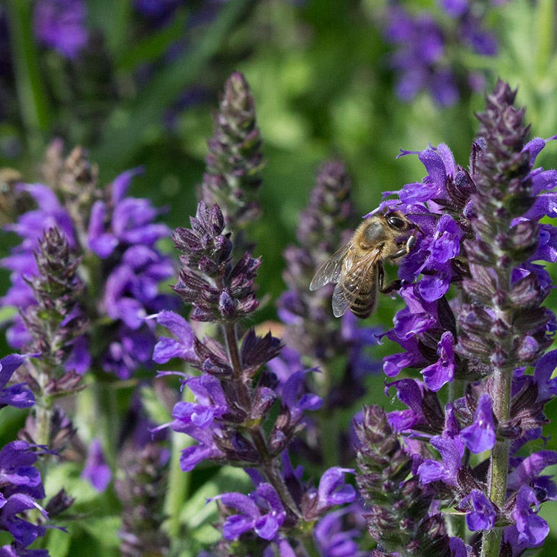  May Night Salvia