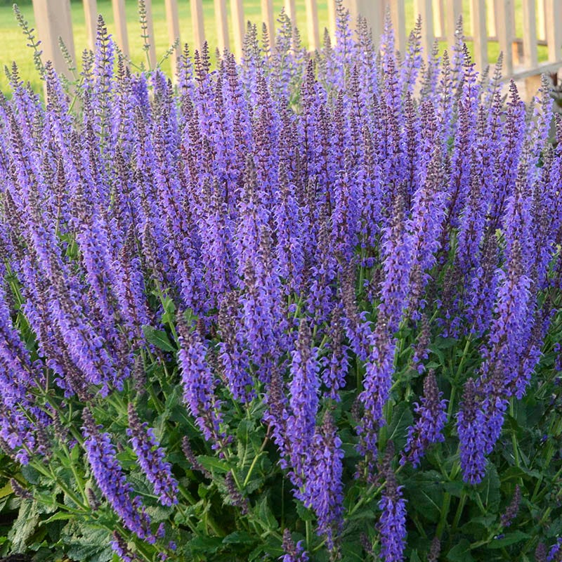  May Night Salvia