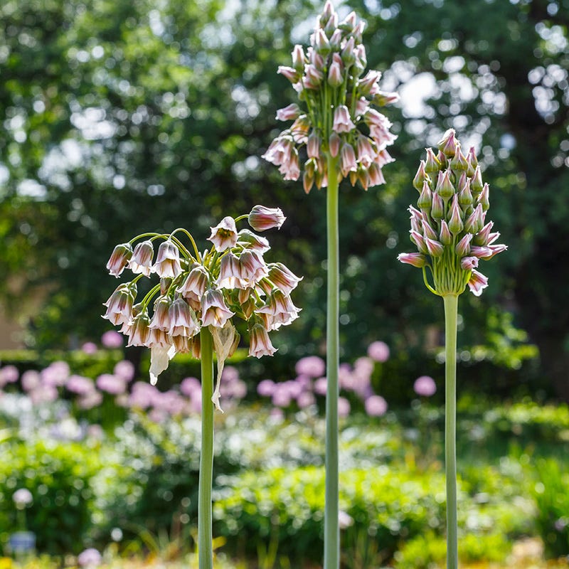  Mediterranean Bells