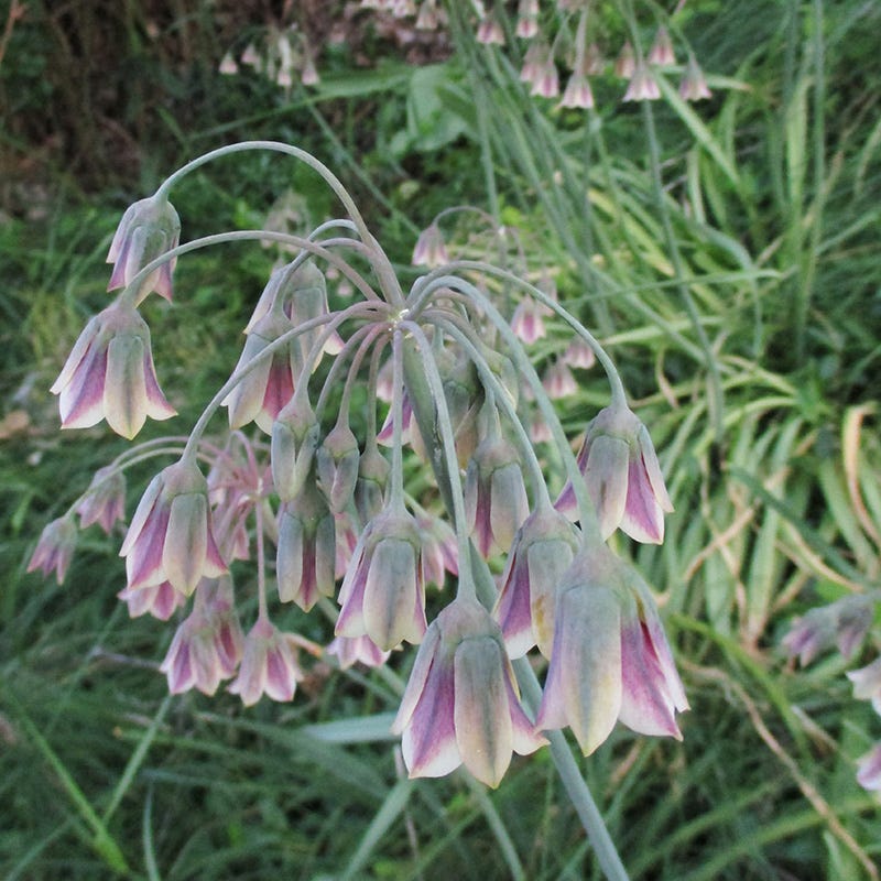  Mediterranean Bells