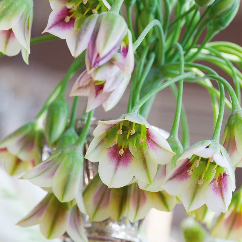  Mediterranean Bells