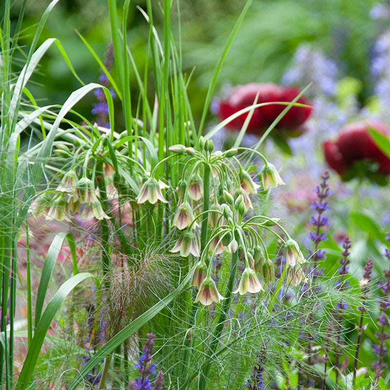  Mediterranean Bells
