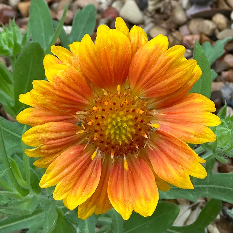  Mesa™ Peach Gaillardia