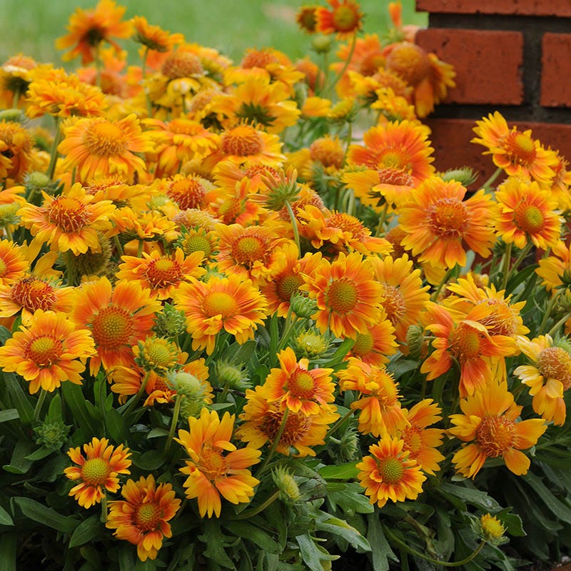  Mesa™ Peach Gaillardia