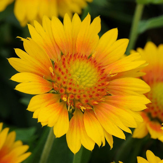  Mesa™ Peach Gaillardia
