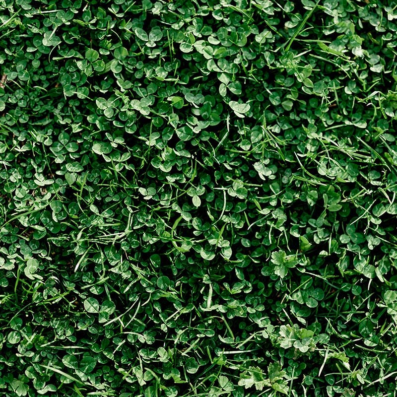  Microclover & Low-Water Lawn Seed Mix