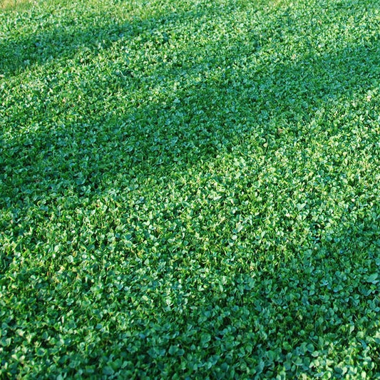  Microclover Seed (Pelleted)