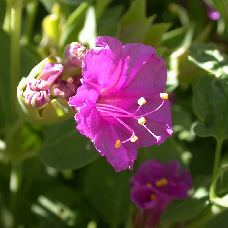  Wild Four O'Clock (Mirabilis)
