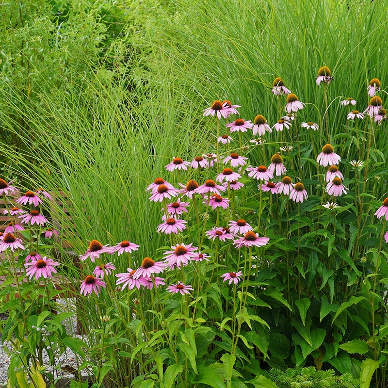  August Afternoons Pre-Planned Garden