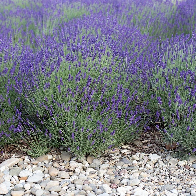  August Afternoons Pre-Planned Garden
