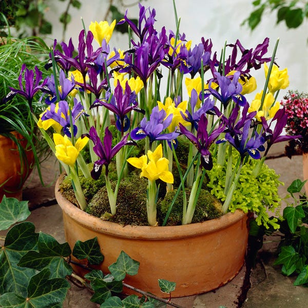  Dwarf Specie Iris Mix (Mini Iris)