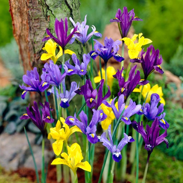  Dwarf Specie Iris Mix (Mini Iris)