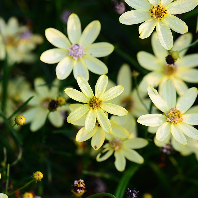  Moonbeam Coreopsis