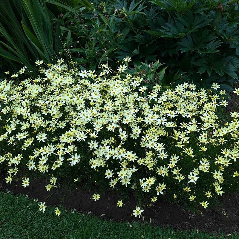 Moonbeam Coreopsis