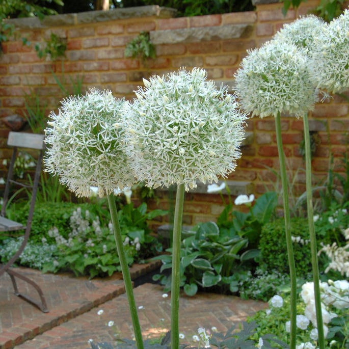  Mount Everest Allium