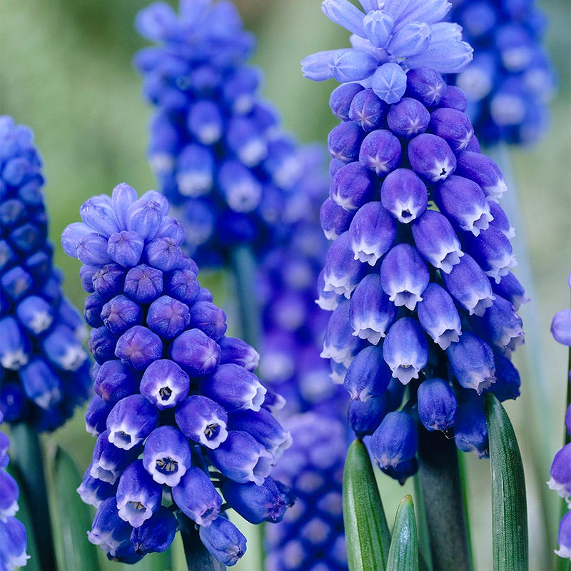  Jumbo Waterwise Garden Bulb Collection