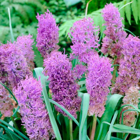  Stranger Than Fiction Flower Bulb Collection