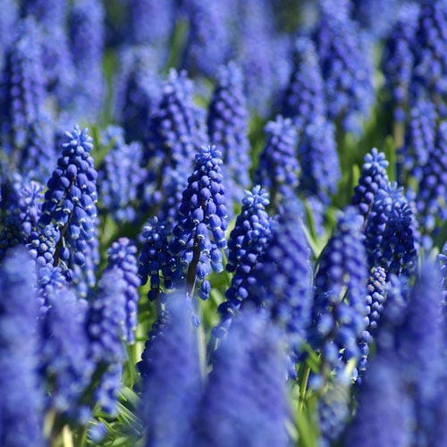  Grape Hyacinth