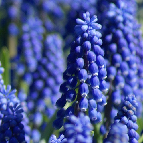  Grape Hyacinth