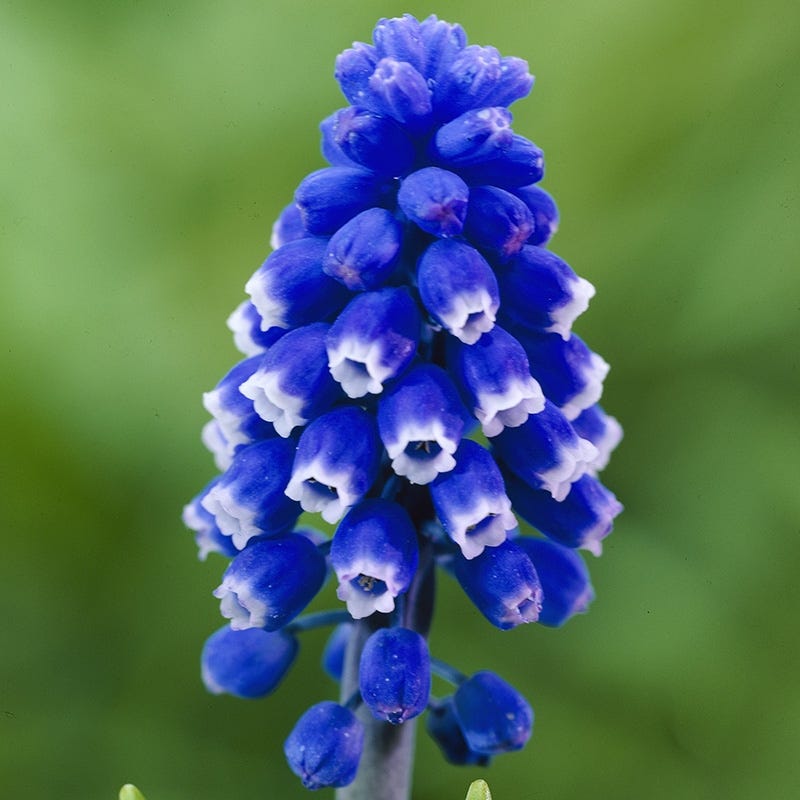  Classic Container Bulb Collection