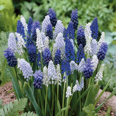  Delft Blue Grape Hyacinth Mix