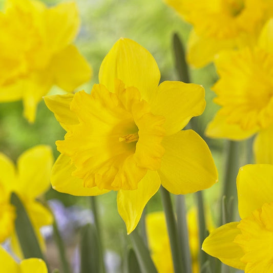  Waterwise Walkway Bulb Collection